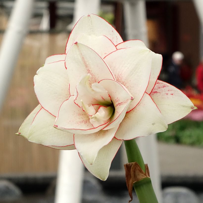 Amaryllis double Elvas (Floraison)