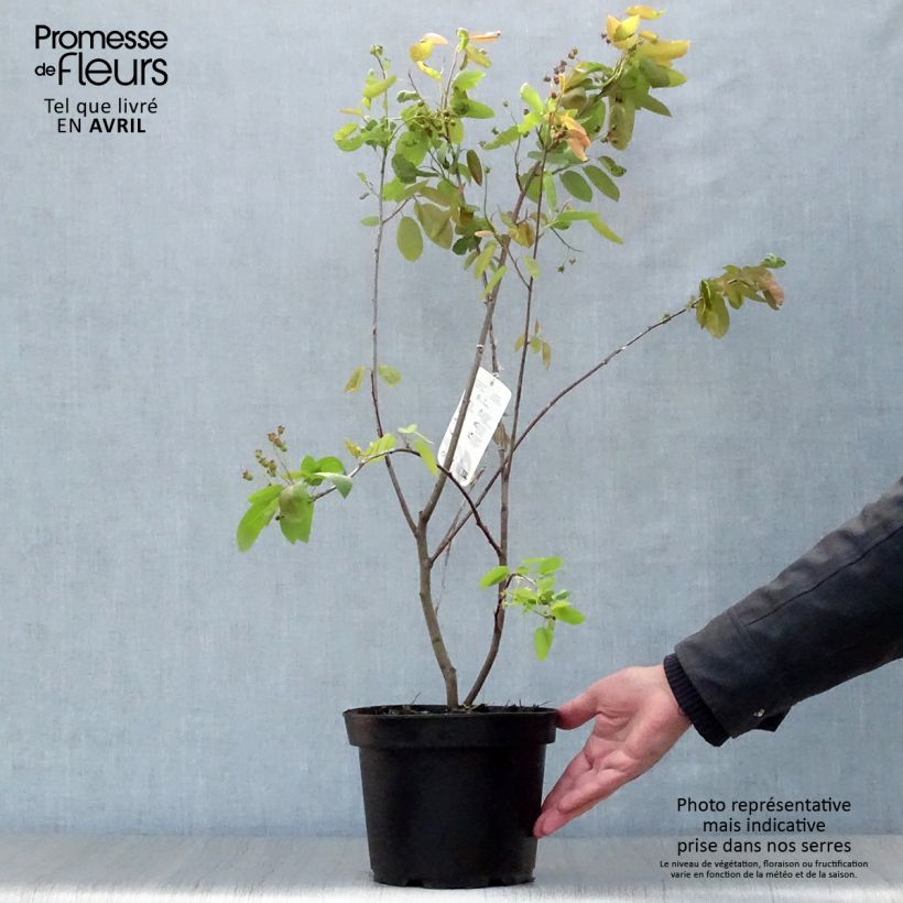 Example of Amelanchier Ballerina Pot de 3L/4L as you get in printemps