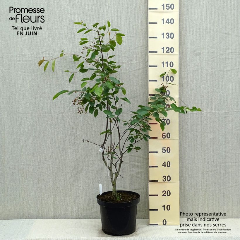 Example of Amelanchier Ballerina Pot de 7,5L/10L as you get in printemps
