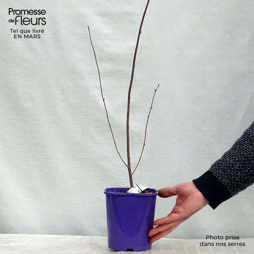 Example of Amelanchier Smoky Pot de 2L/3L as you get in printemps