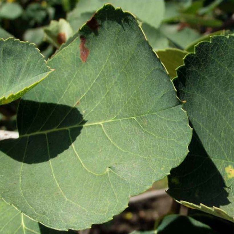 Amelanchier Thiessen (Foliage)