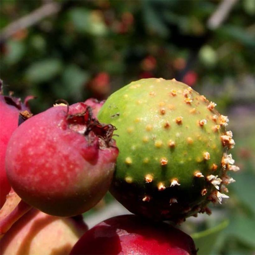 Amelanchier Thiessen (Harvest)