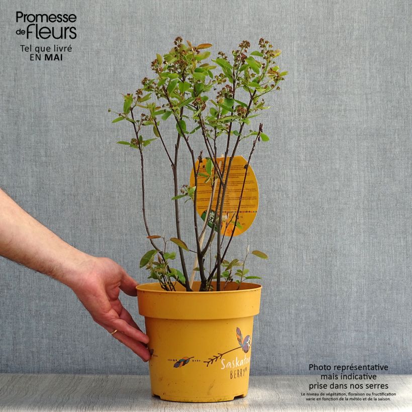 Example of Amelanchier alnifolia Saskatoon Berry Pot de 4L/5L as you get in printemps