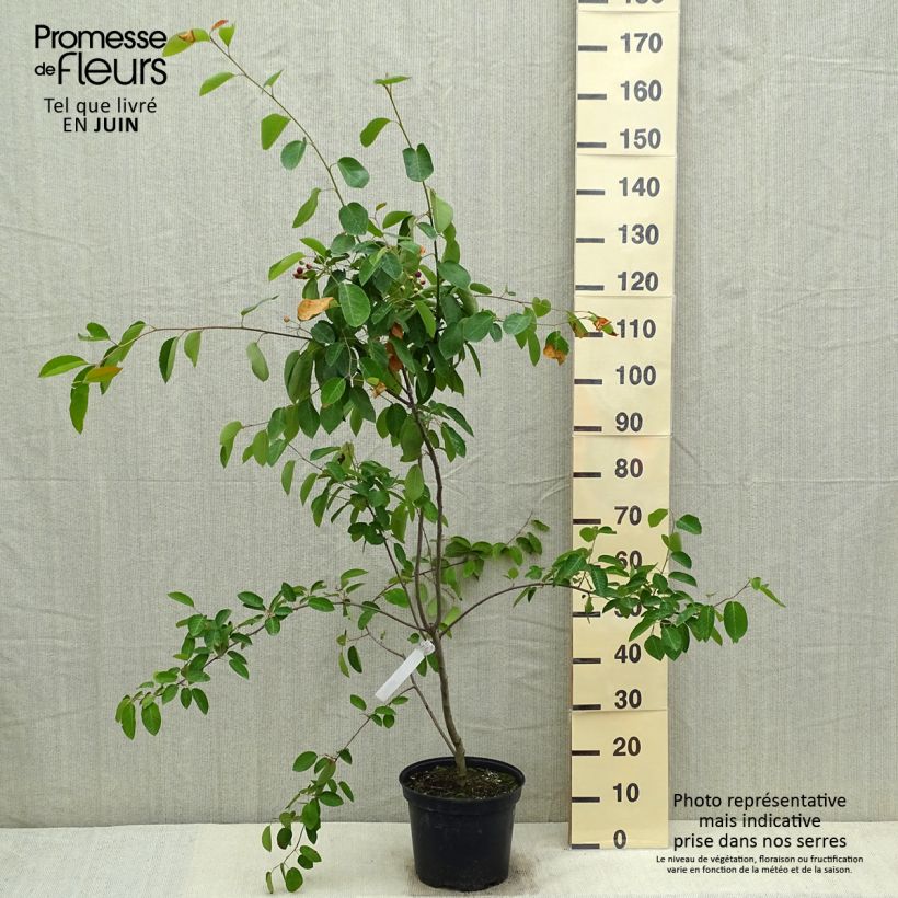 Spécimen de Amelanchier canadensis - Amélanchier du Canada Pot de 7,5L/10L tel que livré au printemps