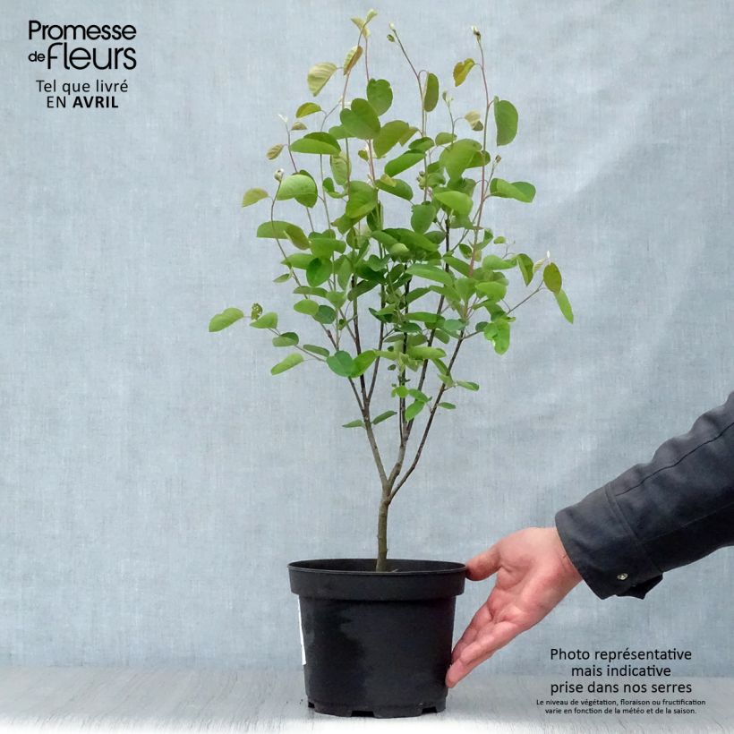Example of Amélanchier en épis - Amelanchier spicata Pot de 3L/4L as you get in printemps
