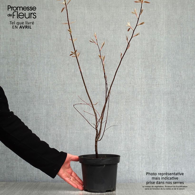 Example of Amelanchier lamarckii - Amélanchier de Lamarck Pot de 3L/4L as you get in printemps