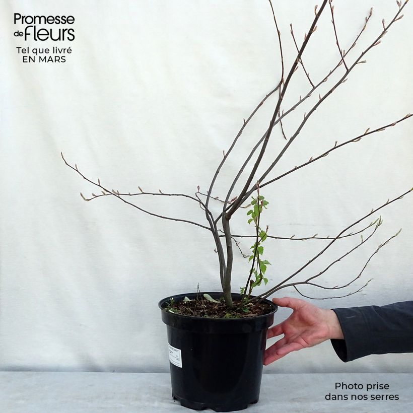 Example of Amelanchier lamarckii - Amélanchier de Lamarck Pot de 7,5L/10L as you get in printemps