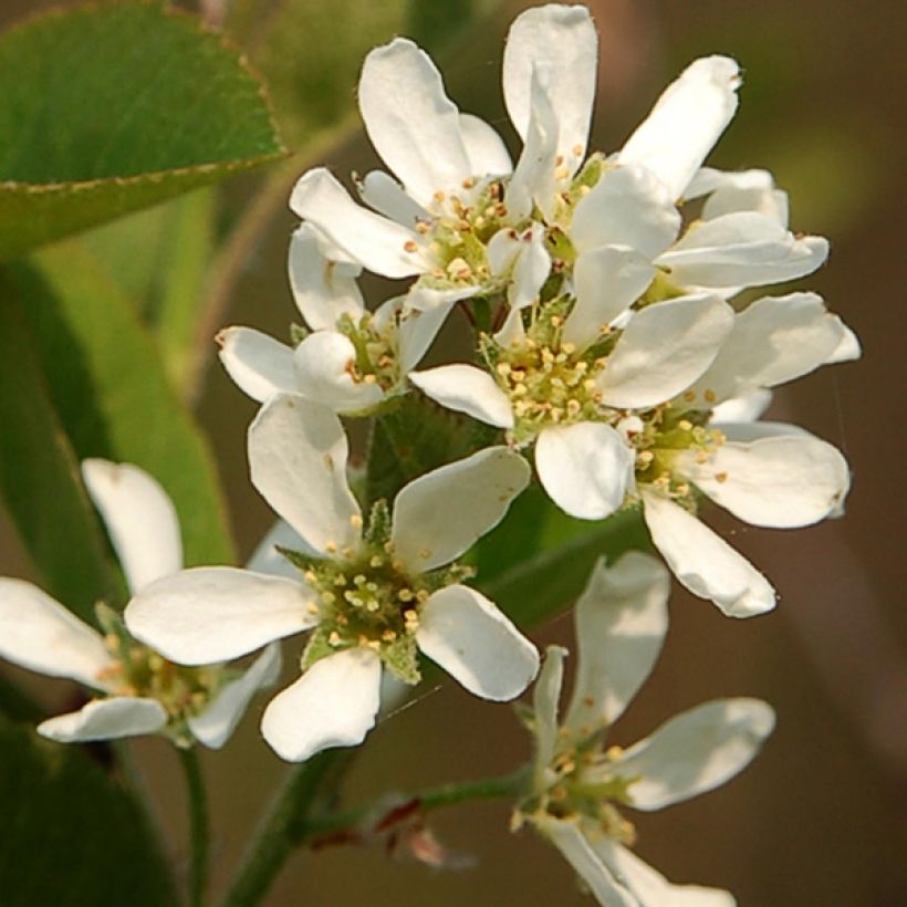 Amélanchier en épis - Amelanchier spicata (Flowering)