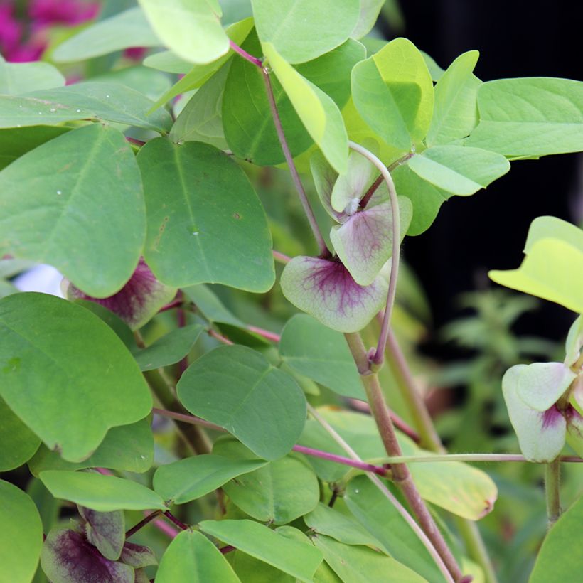 Amicia zygomeris - Amicie à fleurs jaunes. (Feuillage)