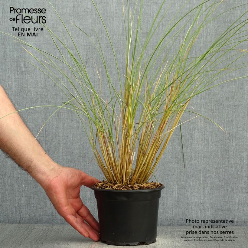 Example of Ammophila arenaria - Oyat - Roseau des sables Pot de 2L/3L as you get in printemps