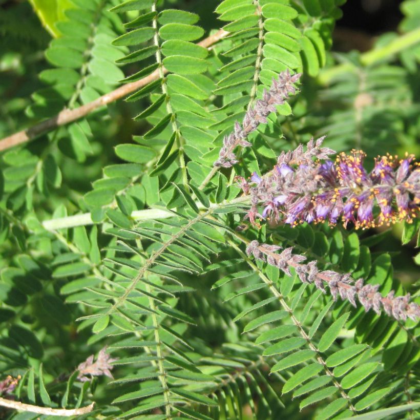 Amorpha canescens - Faux indigo. (Foliage)