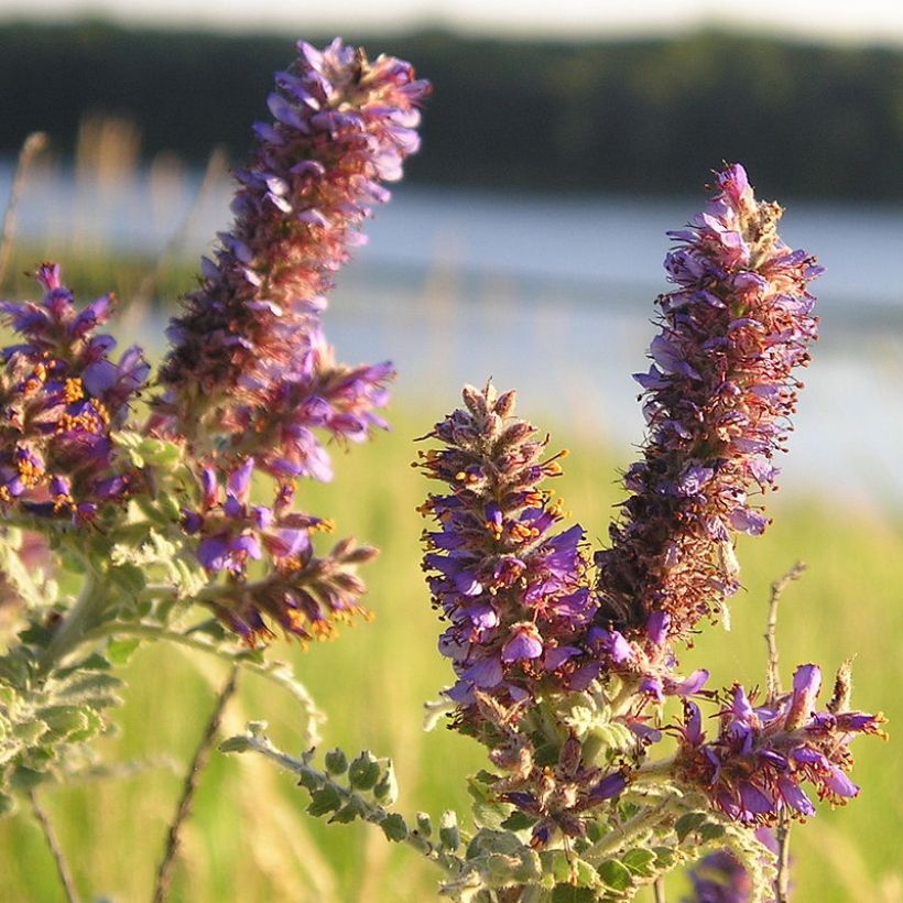 Amorpha canescens - Faux indigo. (Flowering)