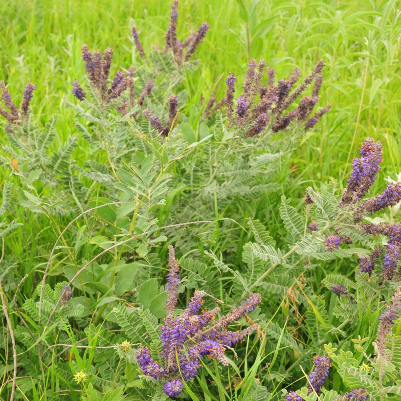 Amorpha canescens - Faux indigo. (Plant habit)