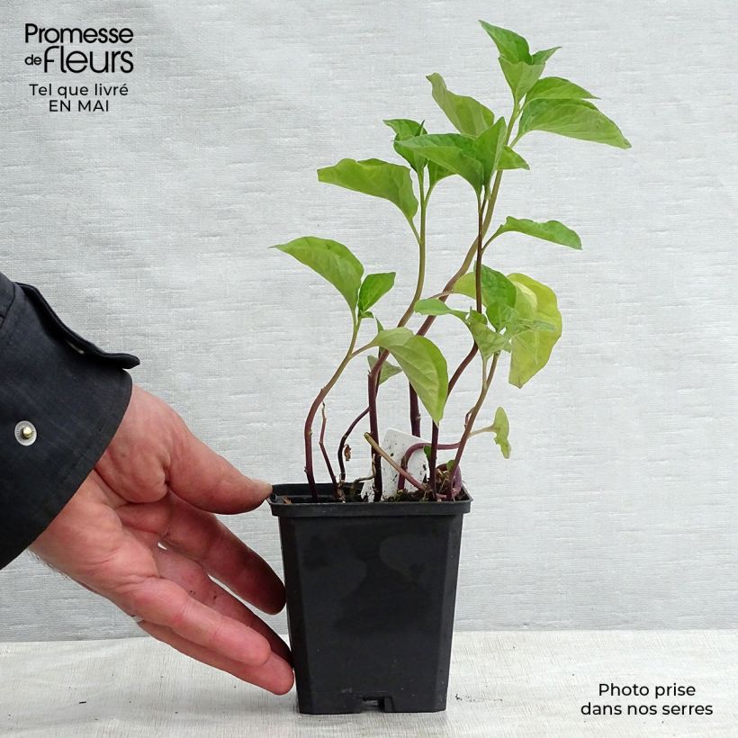 Example of Amour en cage - Physalis franchetii Godet de 8/9 cm as you get in printemps