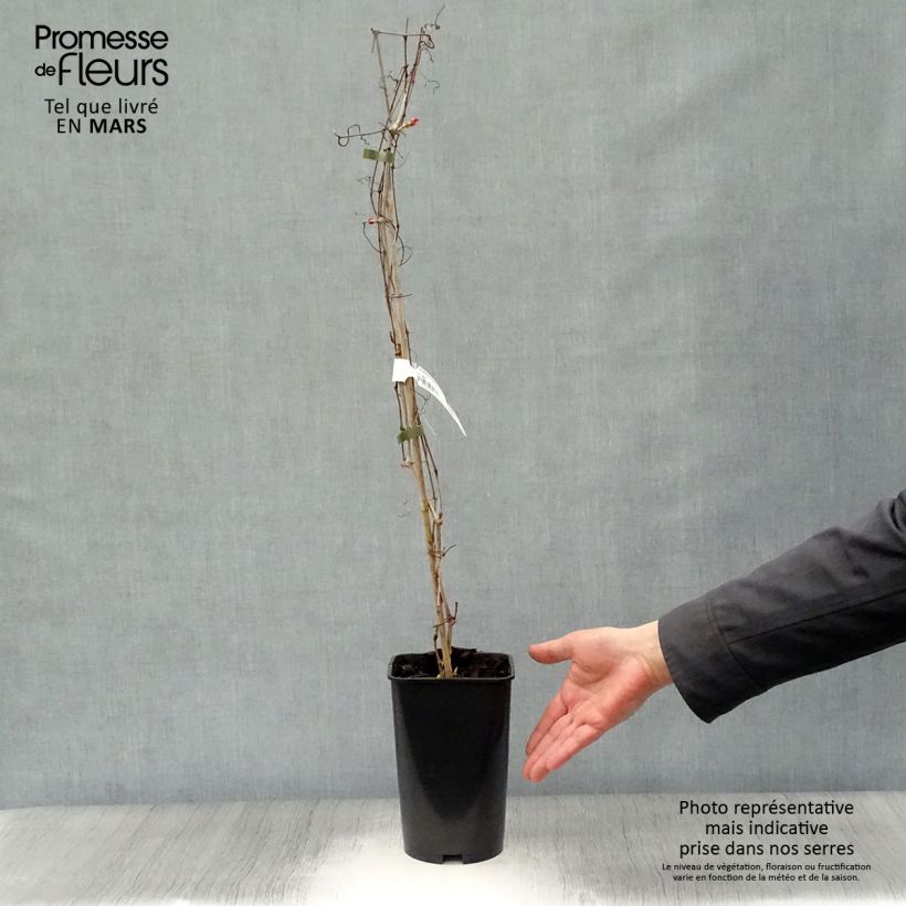 Spécimen de Ampelopsis aconitifolia - Vigne vierge à feuilles d'aconit Pot de 2L/3L tel que livré au printemps