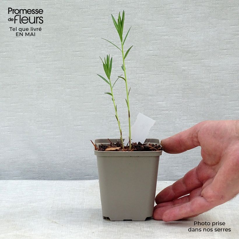 Example of Amsonia Ernst Pagels Godet de 8/9 cm as you get in printemps
