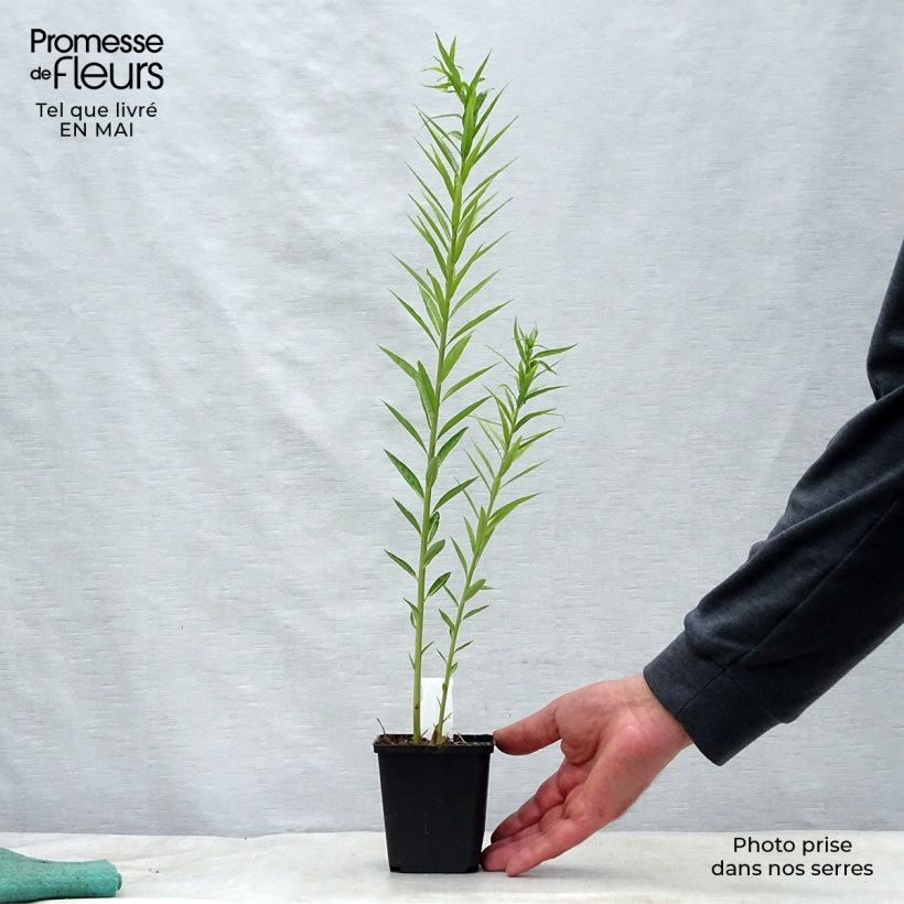 Spécimen de Amsonia ciliata Godet de 8/9 cm tel que livré au printemps