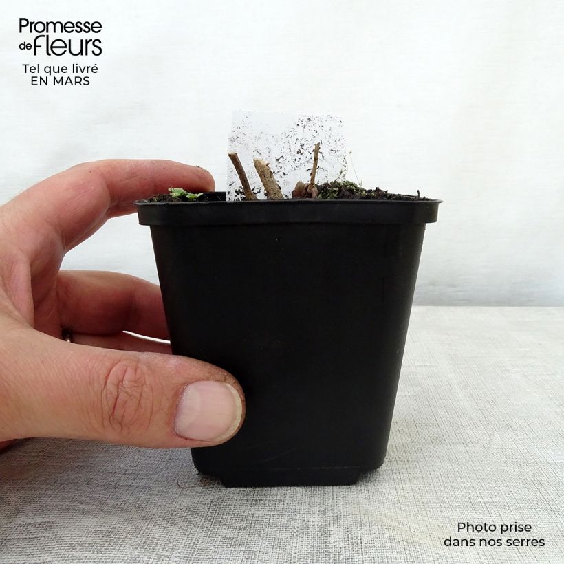 Spécimen de Amsonia hubrichtii Godet de 8/9 cm tel que livré au printemps