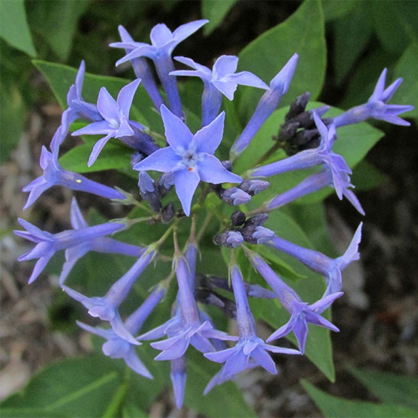 Amsonia hybride Blue Ice (Flowering)
