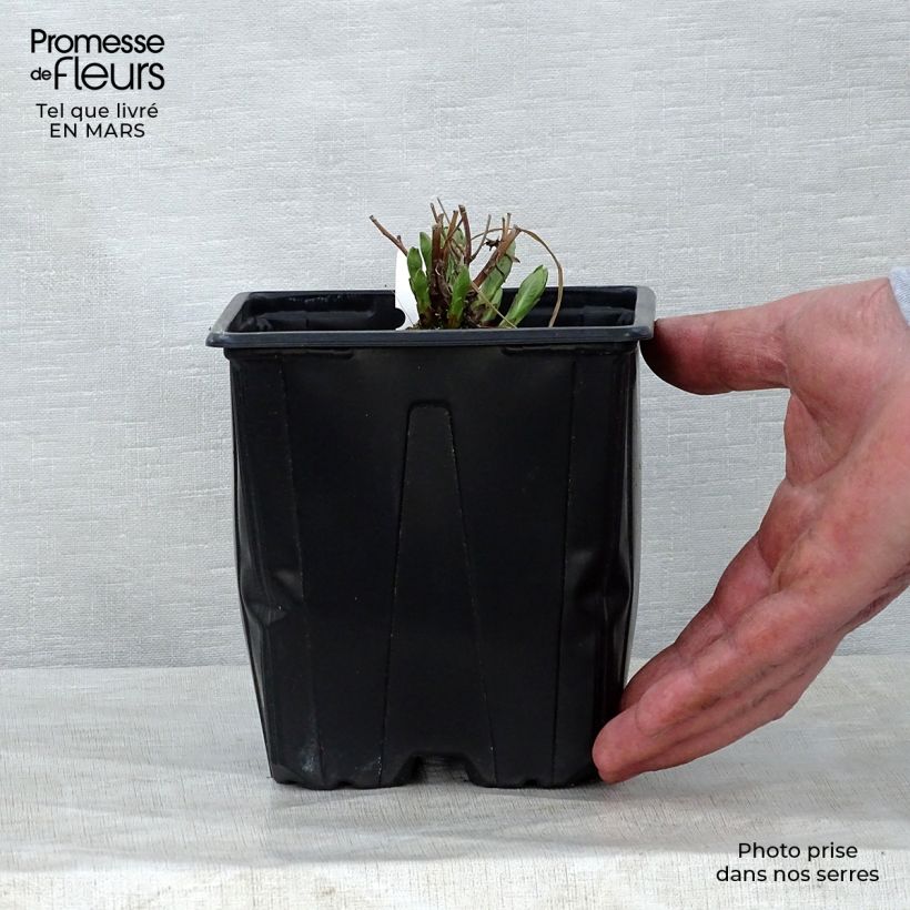 Example of Amsonia hybride Blue Ice Pot de 2L/3L as you get in printemps