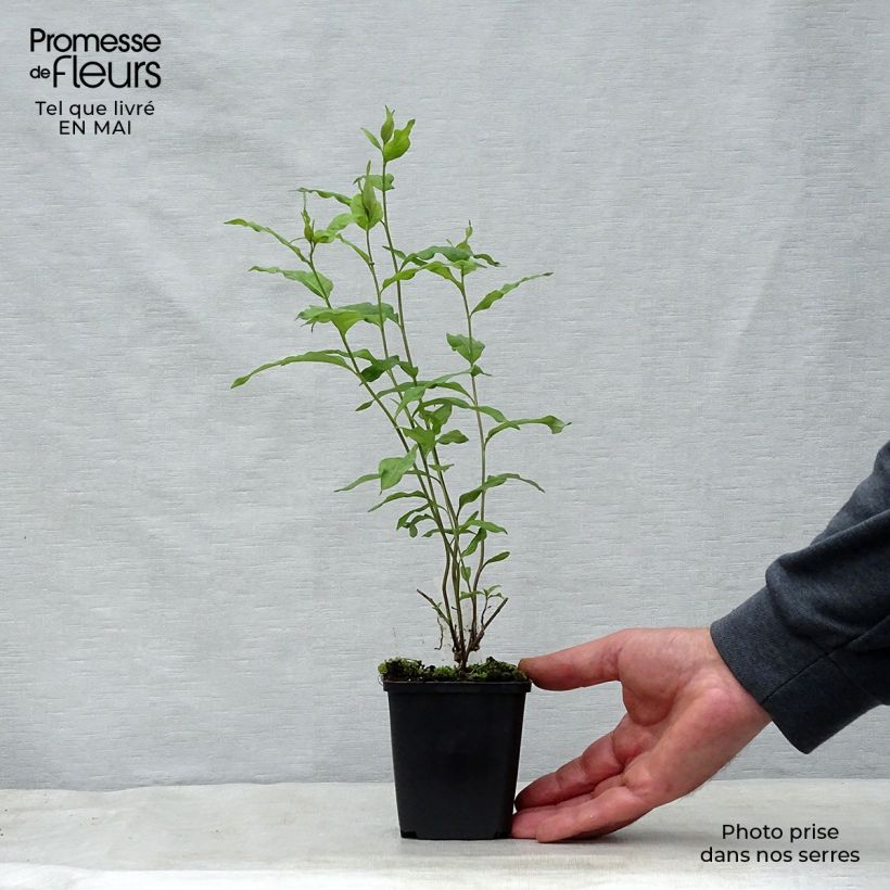 Example of Amsonia orientalis Godet de 8/9 cm as you get in printemps