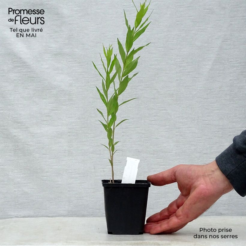 Example of Amsonia tabernaemontana var. salicifolia Godet de 8/9 cm as you get in printemps