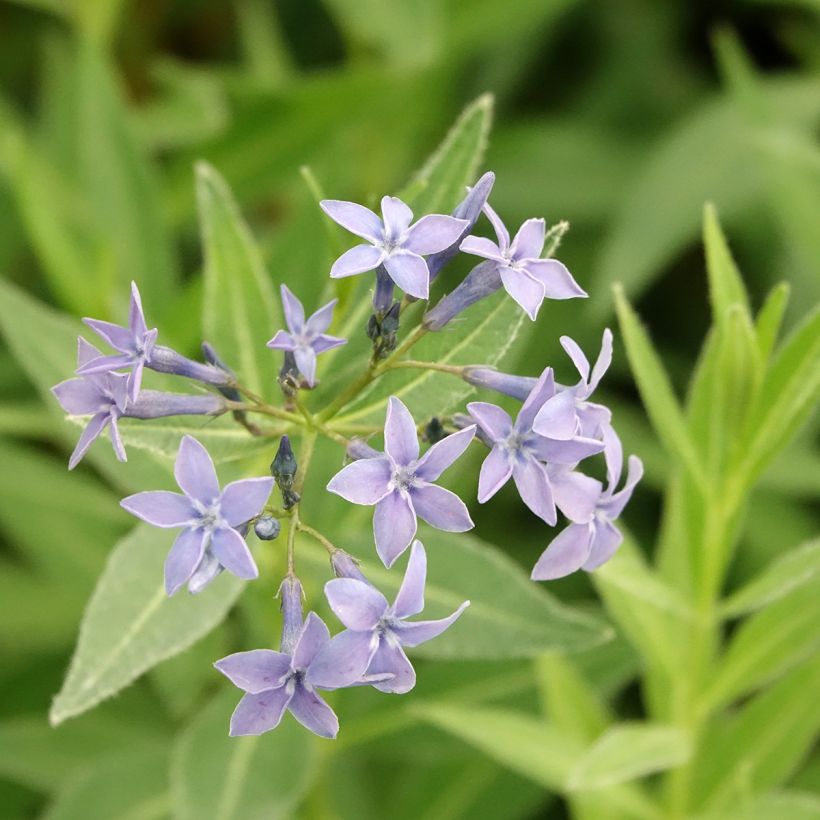 Amsonia tabernaemontana var. salicifolia (Floraison)
