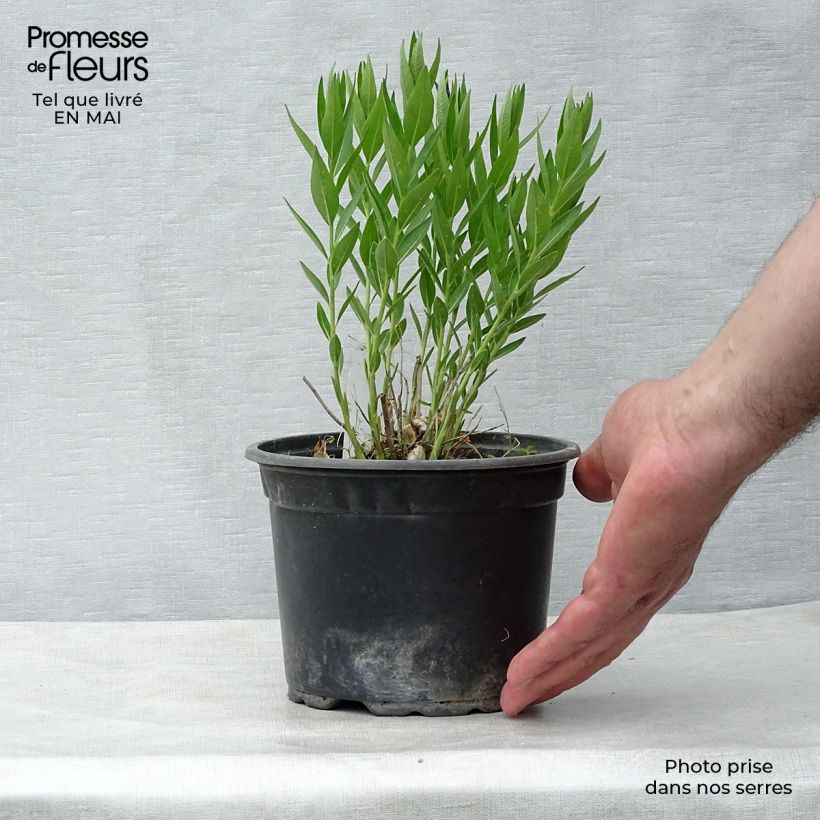 Example of Amsonia hybride Blue Ice Godet de 8/9 cm as you get in printemps