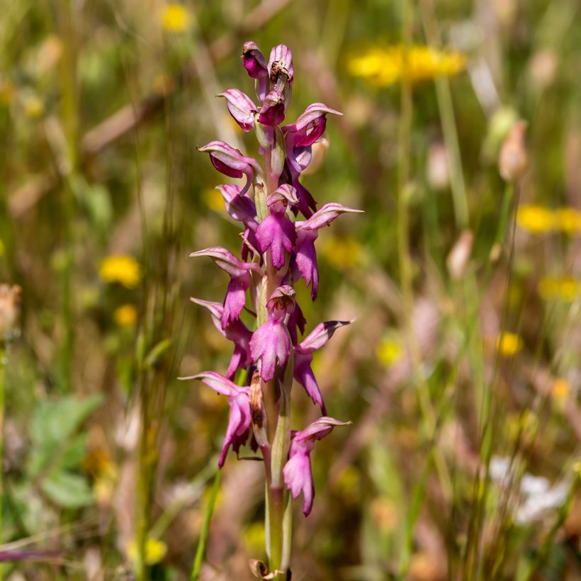 Anacamptis sancta, Orchis sacré - Orchidée vivace (Floraison)