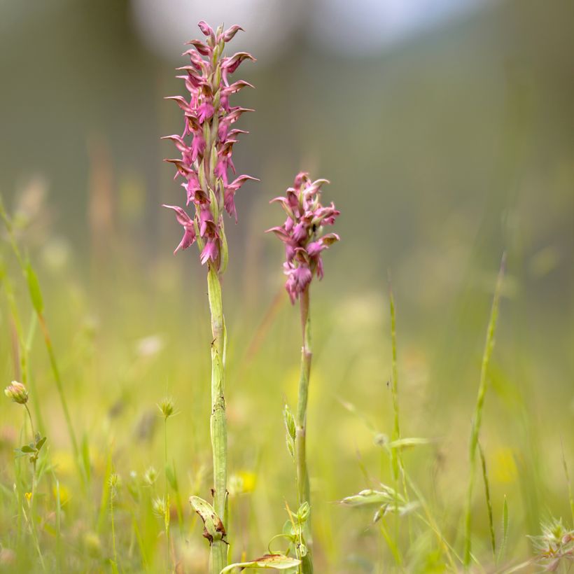Anacamptis sancta, Orchis sacré - Orchidée vivace (Port)