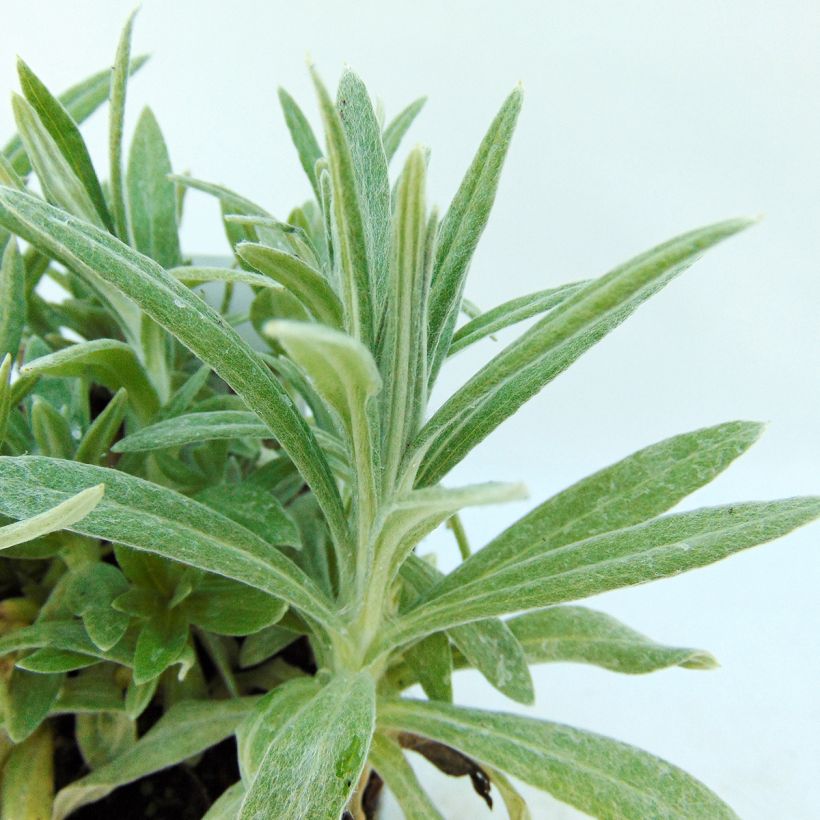 Anaphalis margaritacea Neuschnee - Immortelle d'argent (Foliage)