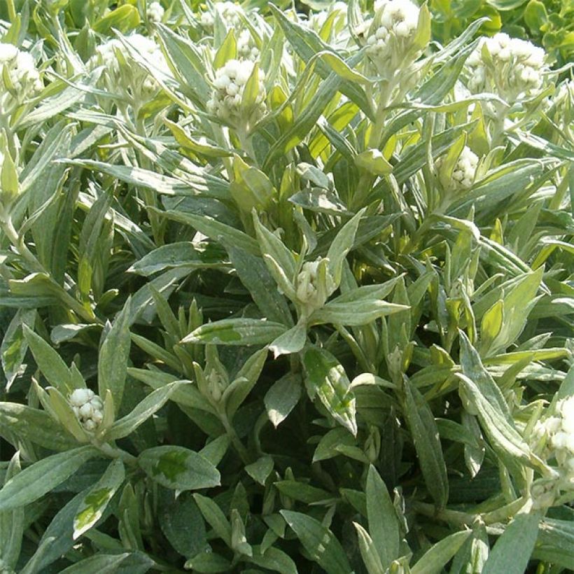 Anaphalis triplinervis Sommerschnee - Immortelle de l'Himalaya (Plant habit)