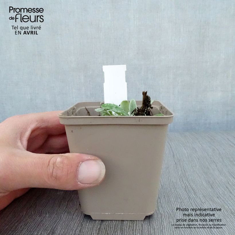 Example of Anaphalis triplinervis Sommerschnee - Immortelle de l'Himalaya Godet de 8/9 cm as you get in printemps