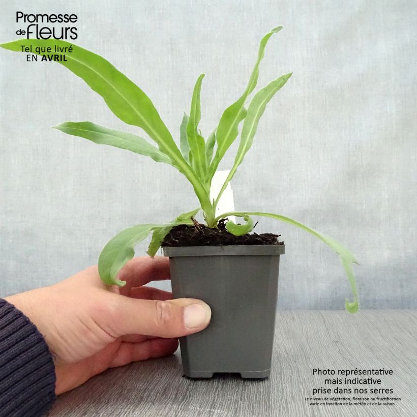 Example of Anchusa azurea Dropmore - Buglosse d'Italie Godet de 8/9 cm as you get in printemps