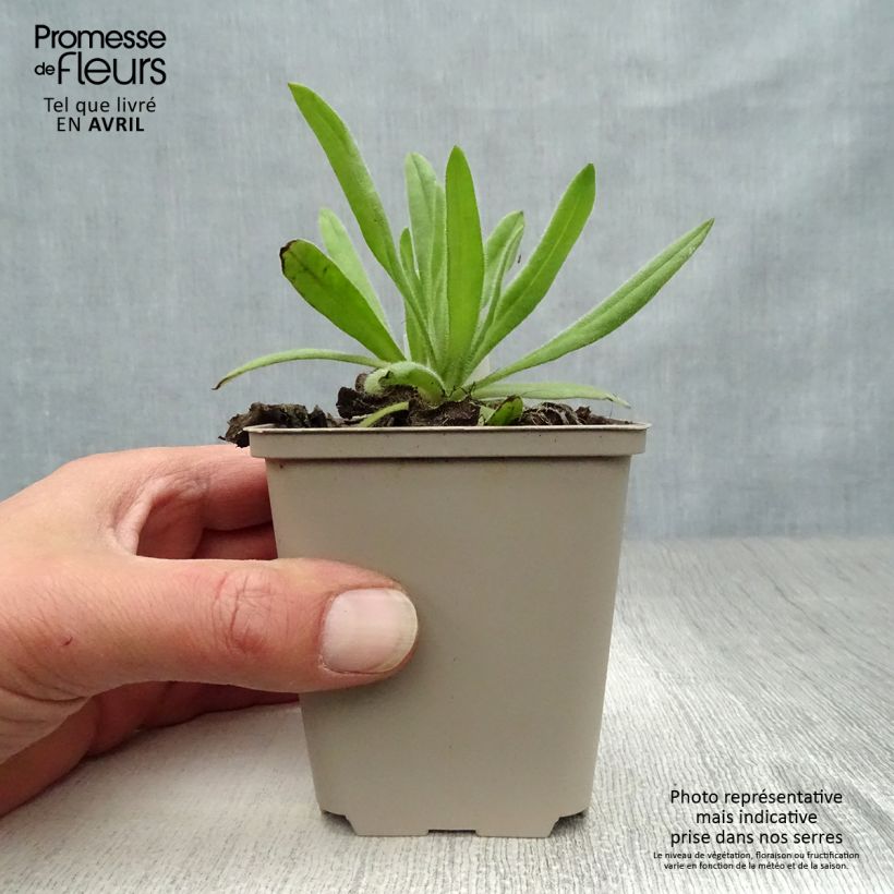 Example of Anchusa azurea Loddon Royalist - Buglosse d'Italie Godet de 8/9 cm as you get in printemps