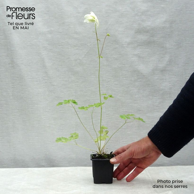 Example of Ancolie, Aquilegia caerulea Kristall Godet de 8/9 cm as you get in printemps