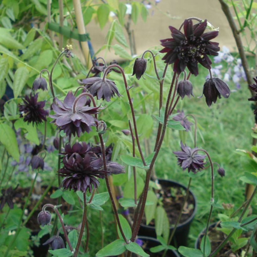 Ancolie hybride Black Barlow - Aquilegia Black Barlow (Plant habit)