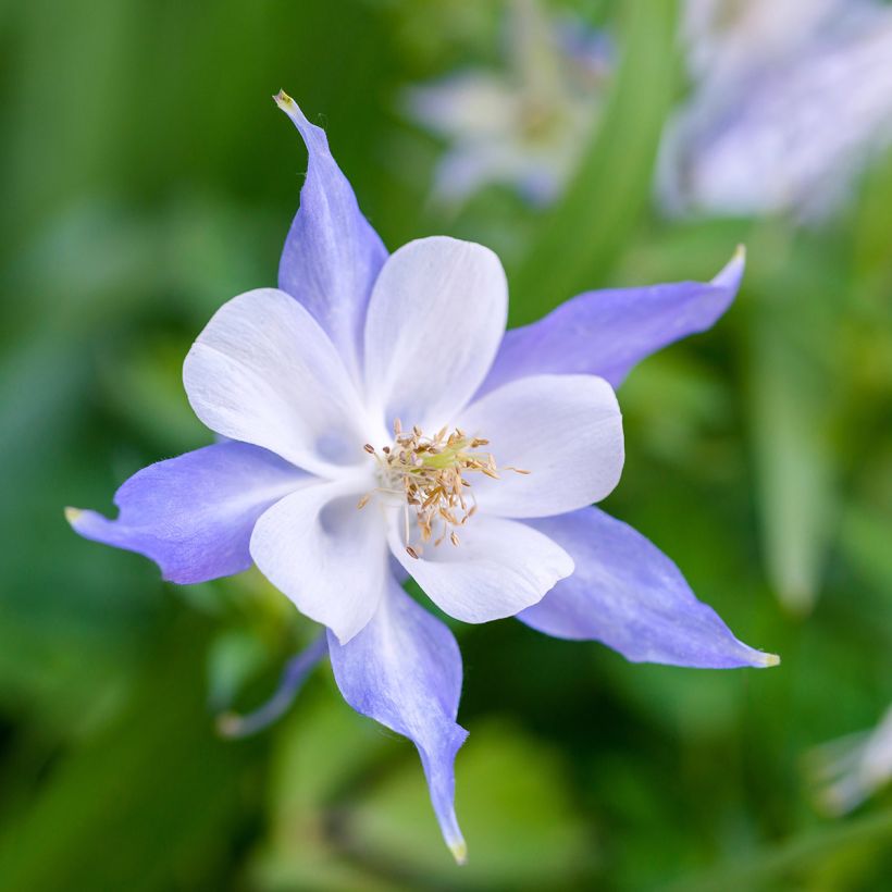 Ancolie Blue Star - Aquilegia (x) hybrida (Flowering)