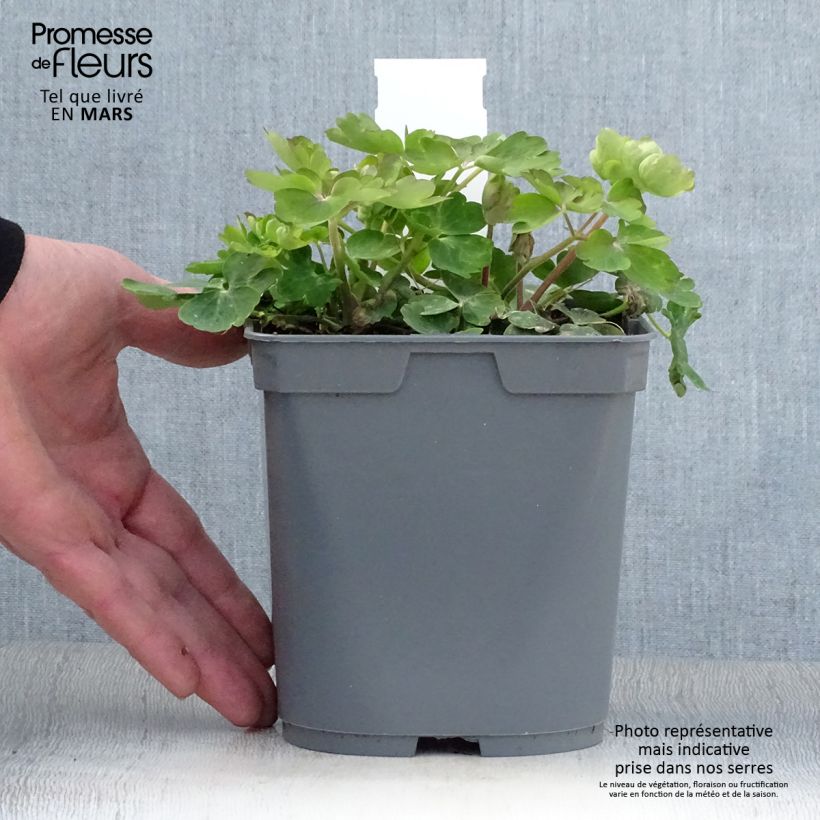 Spécimen de Ancolie Clementine Blue - Aquilegia vulgaris Pot de 2L/3L tel que livré au printemps
