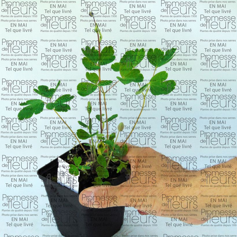 Exemple de spécimen de Ancolie Clementine Dark Purple - Aquilegia vulgaris Godet de 8/9 cm tel que livré