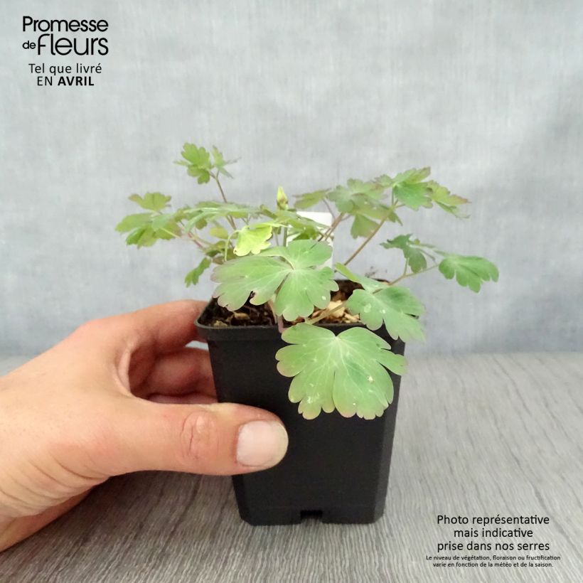 Example of Ancolie Crimson Star (rouge et blanche) - Aquilegia vulgaris Godet de 8/9 cm as you get in printemps