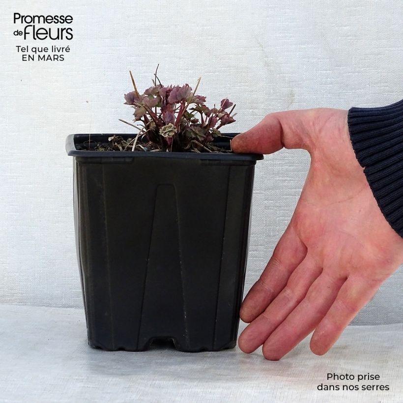 Example of Ancolie Crimson Star (rouge et blanche) - Aquilegia vulgaris Pot de 2L/3L as you get in printemps