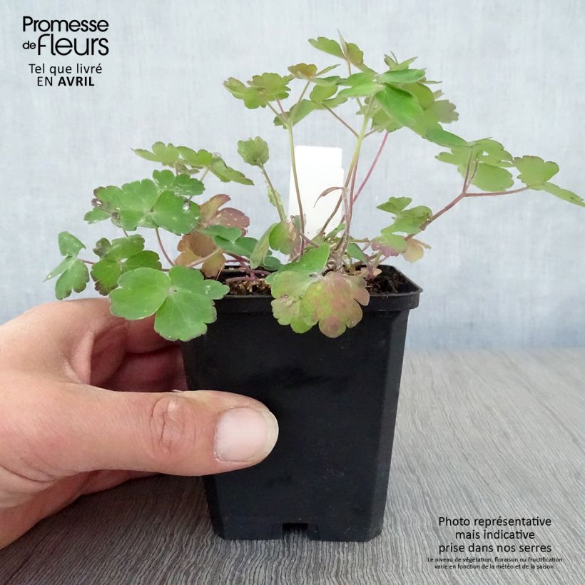 Example of Ancolie Hybride Blue Barlow, Aquilegia Blue Barlow Godet de 8/9 cm as you get in printemps