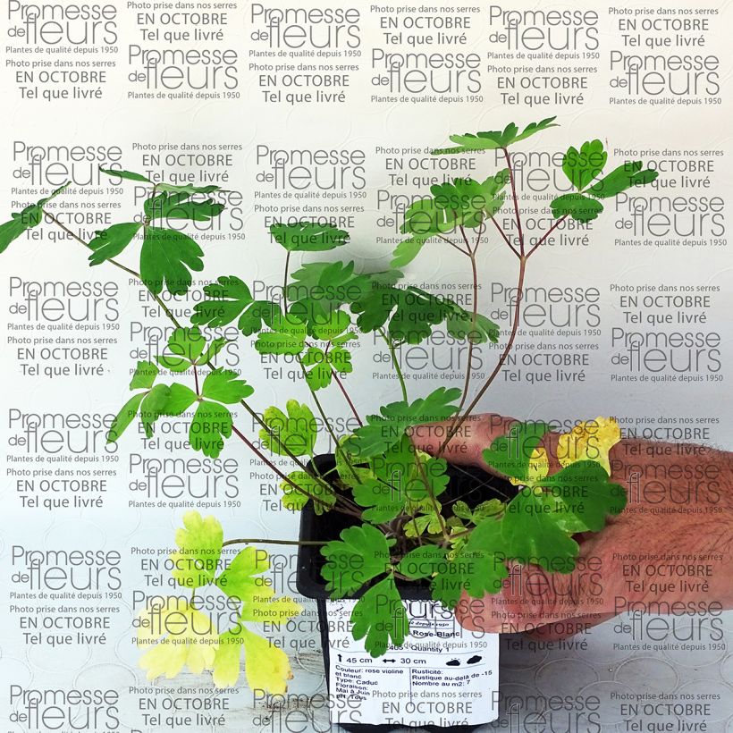 Exemple de spécimen de Ancolie Musik Rose-Blanc Godet de 7/8 cm tel que livré