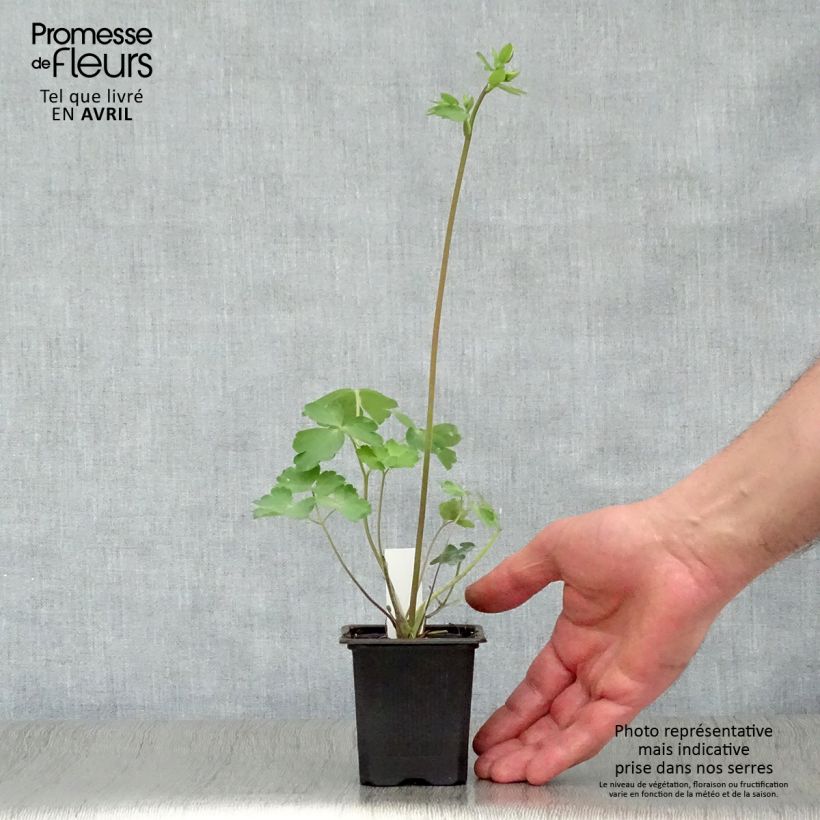 Example of Ancolie William Guiness - Aquilegia vulgaris William Guiness Godet de 8/9 cm as you get in printemps