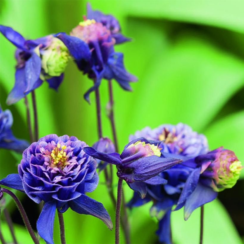Ancolie Winky Double Dark Blue White - Aquilegia vulgaris (Floraison)