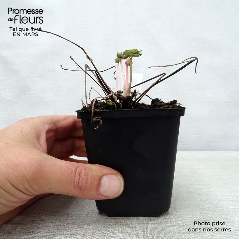 Spécimen de Ancolie Winky Double Dark Blue White - Aquilegia vulgaris Godet de 8/9 cm tel que livré au printemps