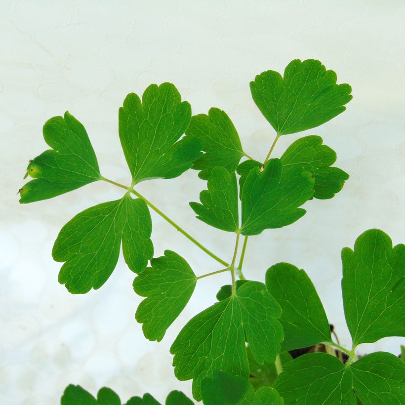 Ancolie Winky Double Red White - Aquilegia vulgaris. (Foliage)