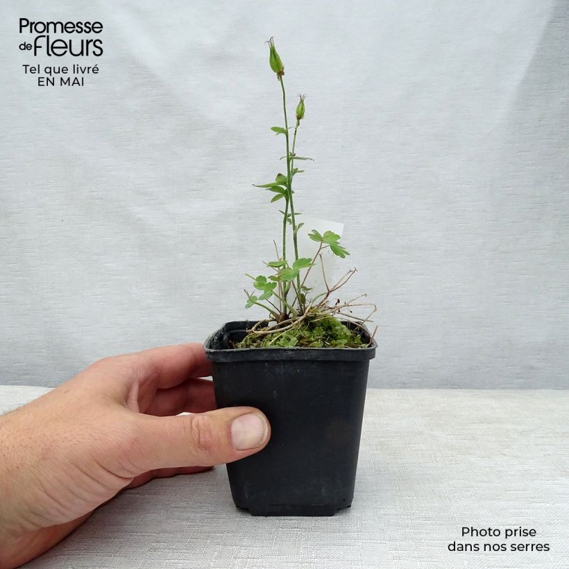 Example of Ancolie Winky Double Red White - Aquilegia vulgaris. Godet de 8/9 cm as you get in printemps