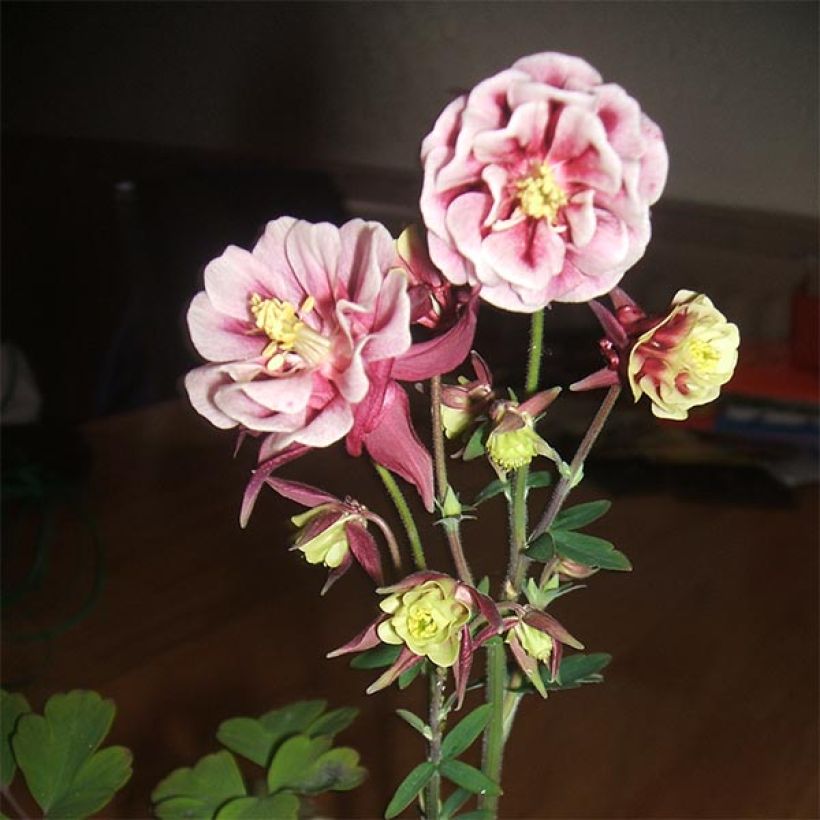 Ancolie Winky Double Red White - Aquilegia vulgaris. (Flowering)